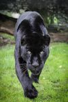 Black Jaguar